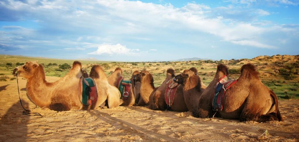 Majestic Gobi Tour Operator And Guest House Уланбатар Екстериор снимка